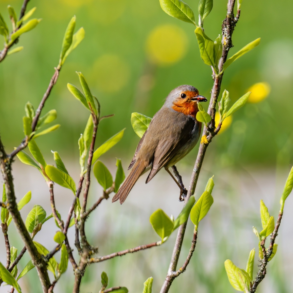 Птица иволга сидит в ветках дерева