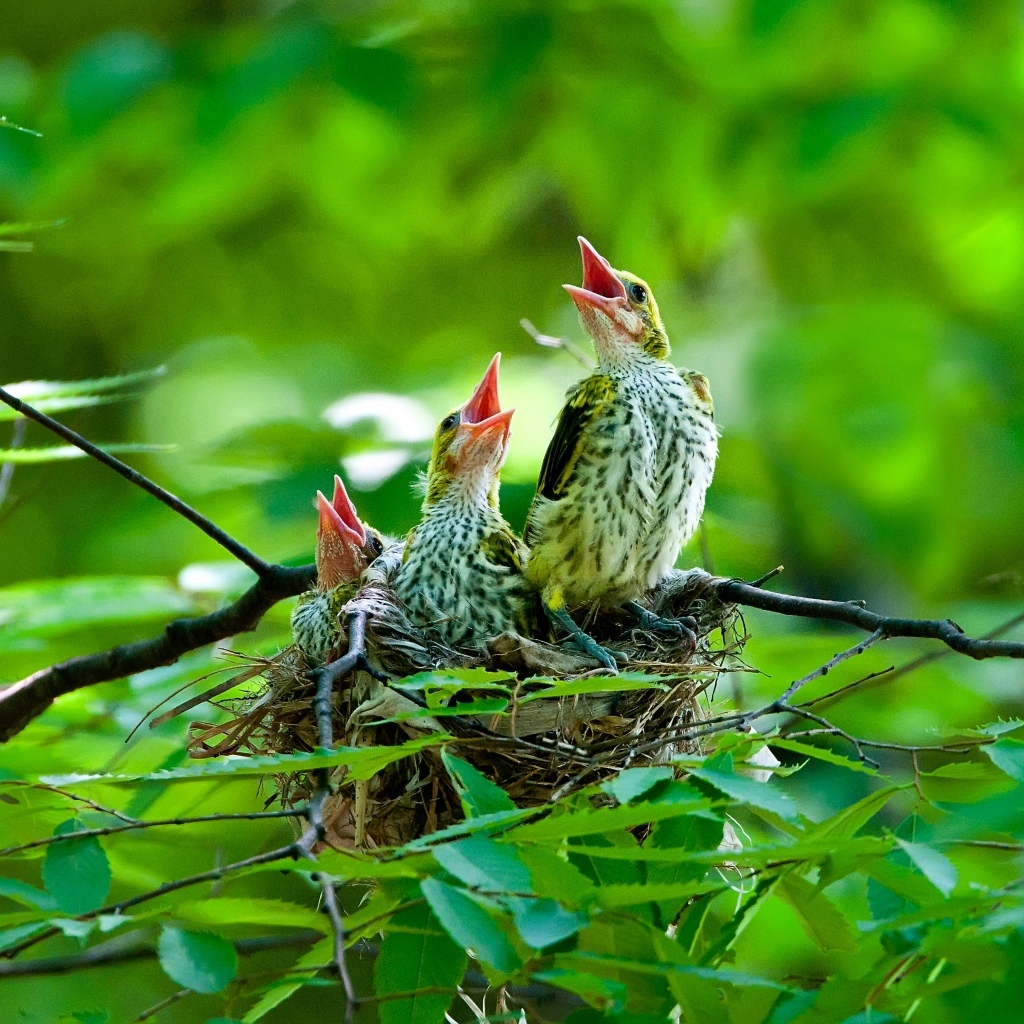 Птенцы иволги в гнезде