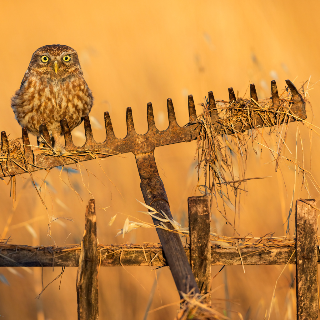 Сова сидит на граблях в лучах солнца