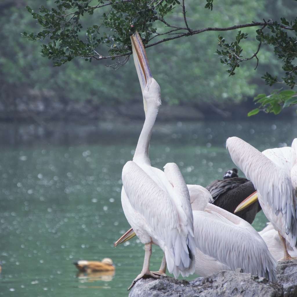 Пеликаны пьют воду сидя на камне