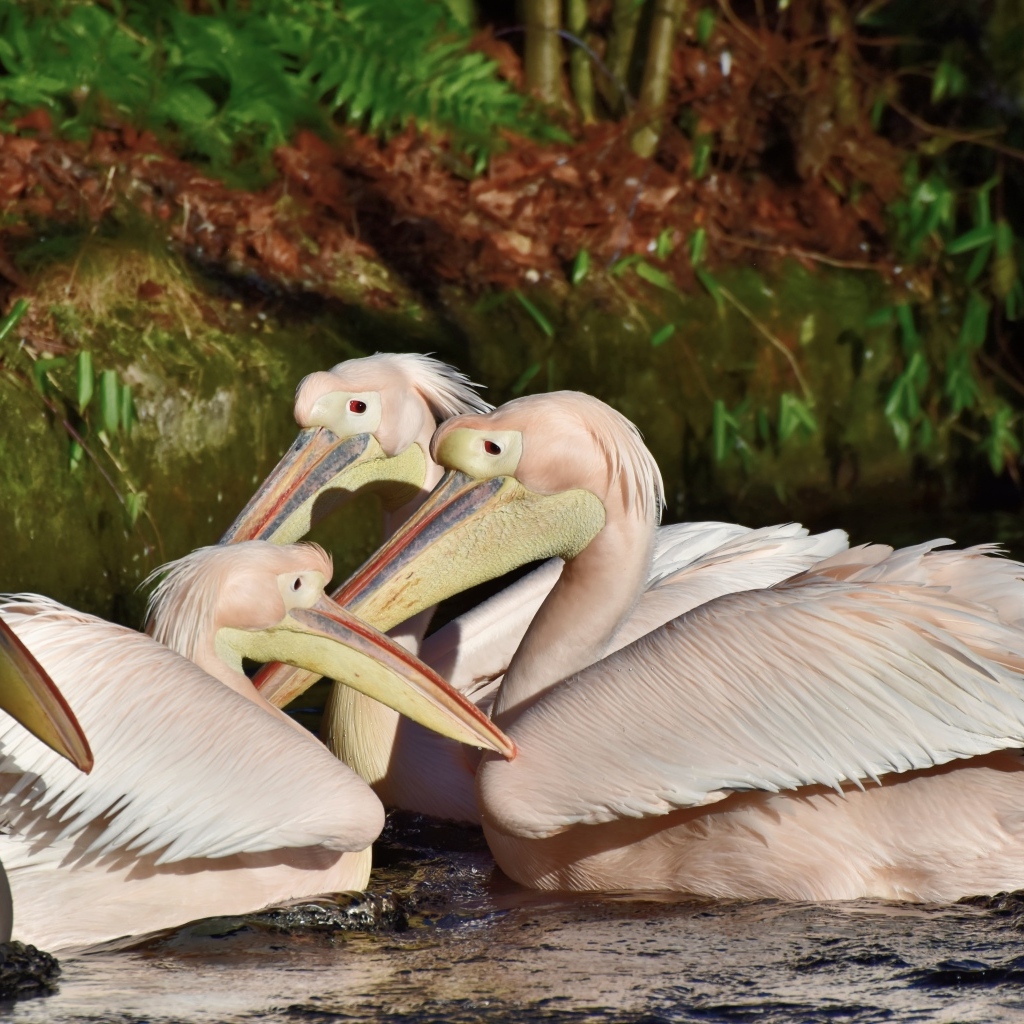 Пеликаны сидят в воде