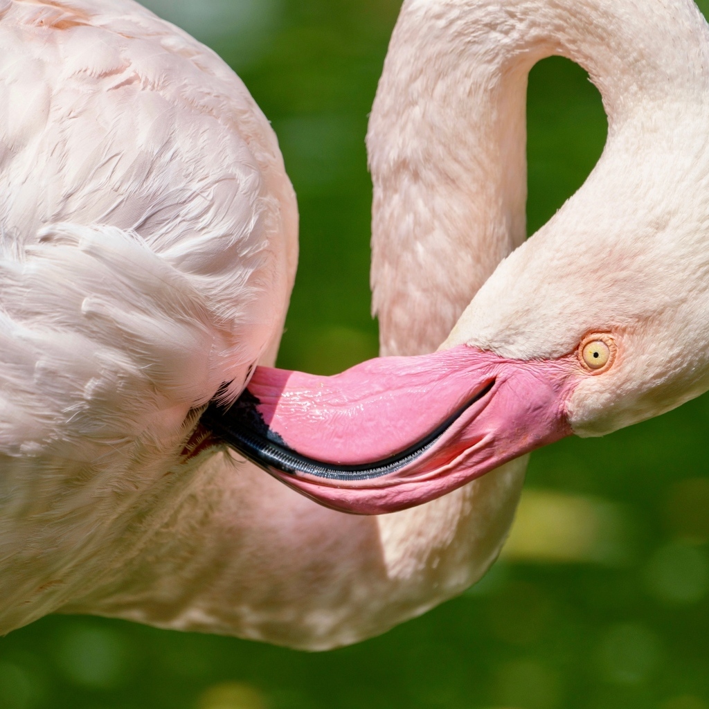 Розовый фламинго чистит перья клювом
