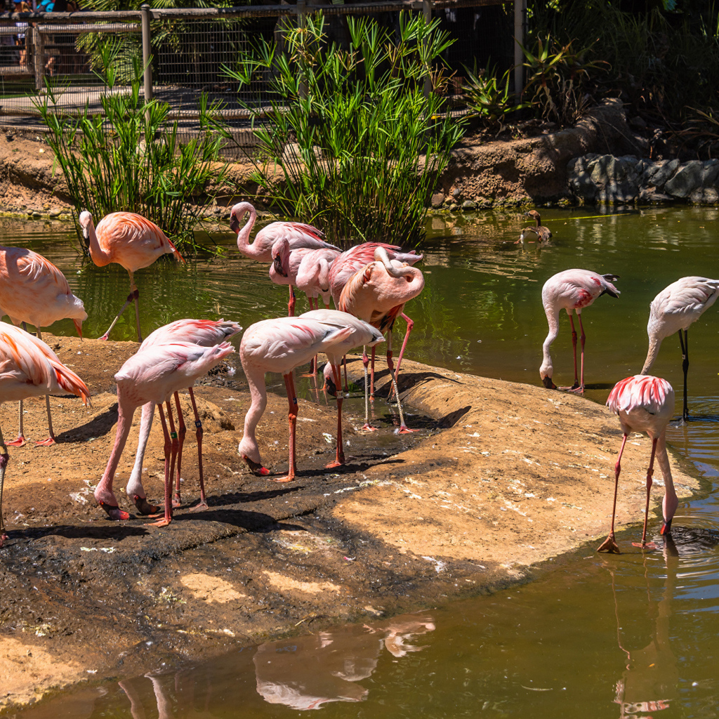 Розовые фламинго в зоопарке у пруда