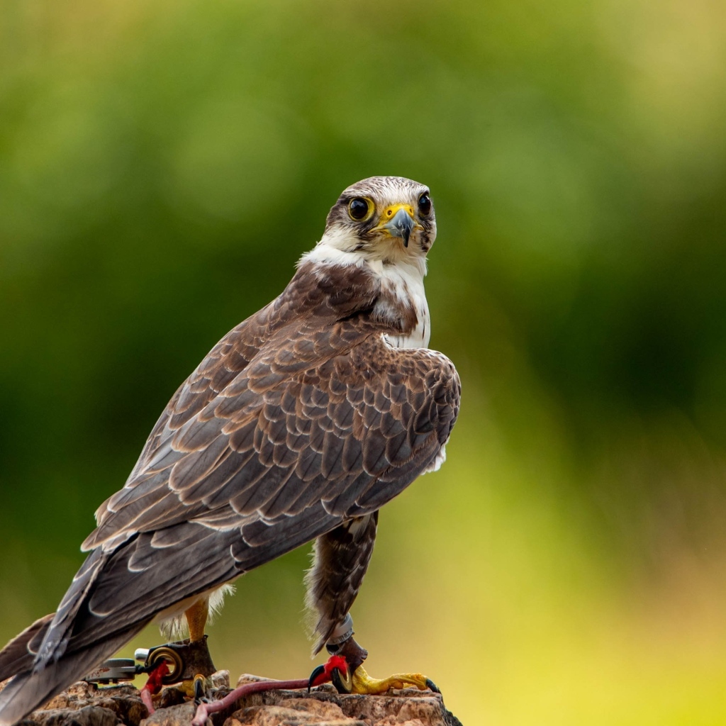 Хищный сокол охотится на камне