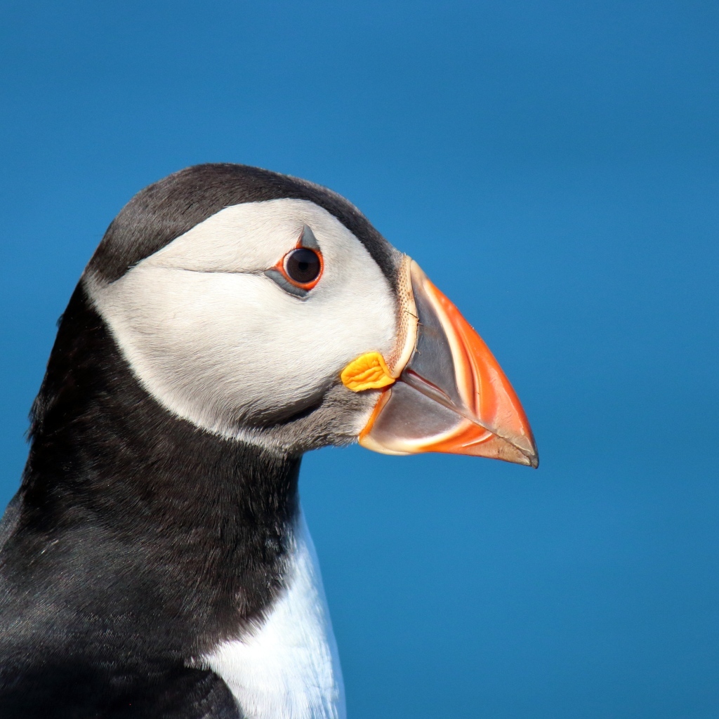 Голова тупика на голубом фоне 