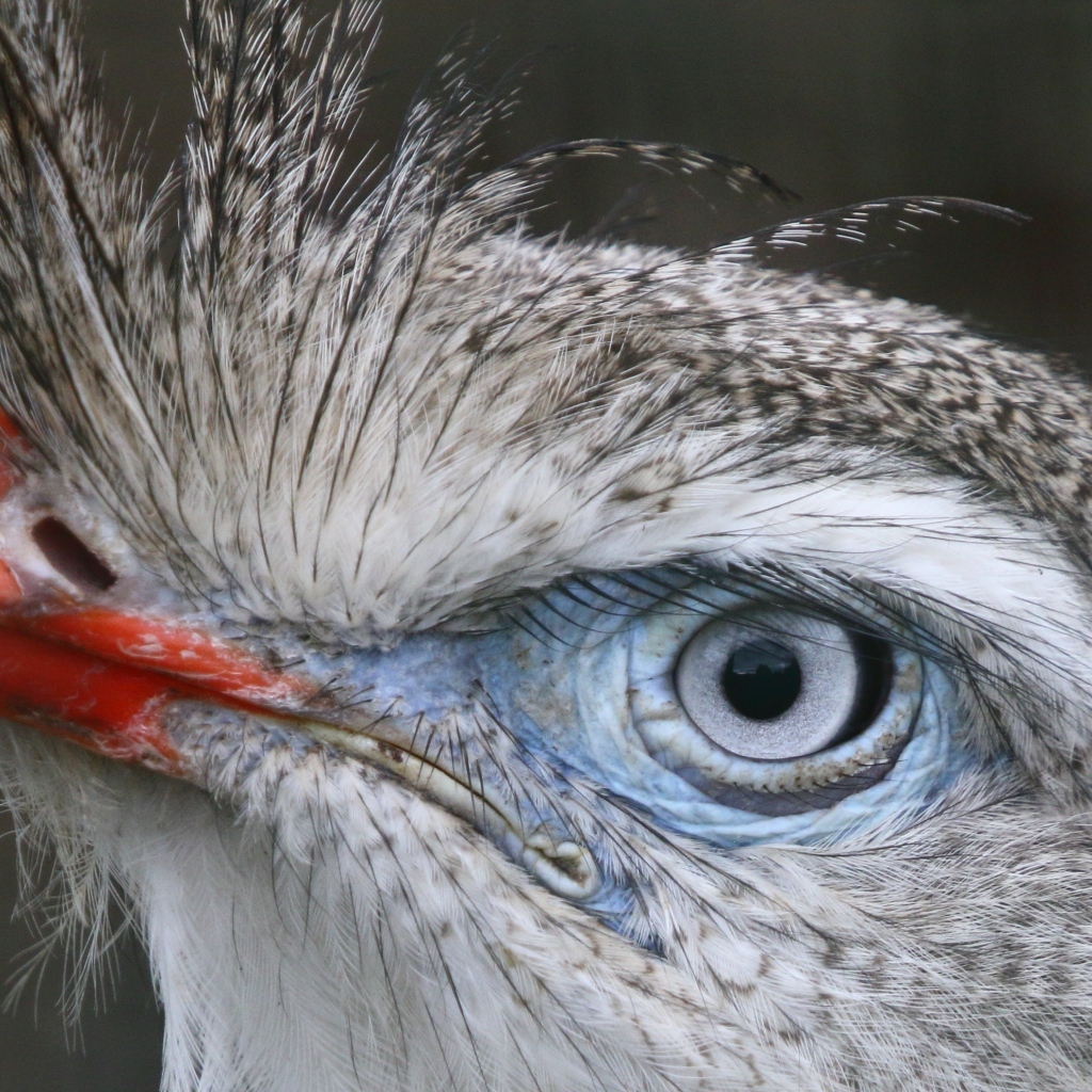 Хохлатая кариама с красным клювом