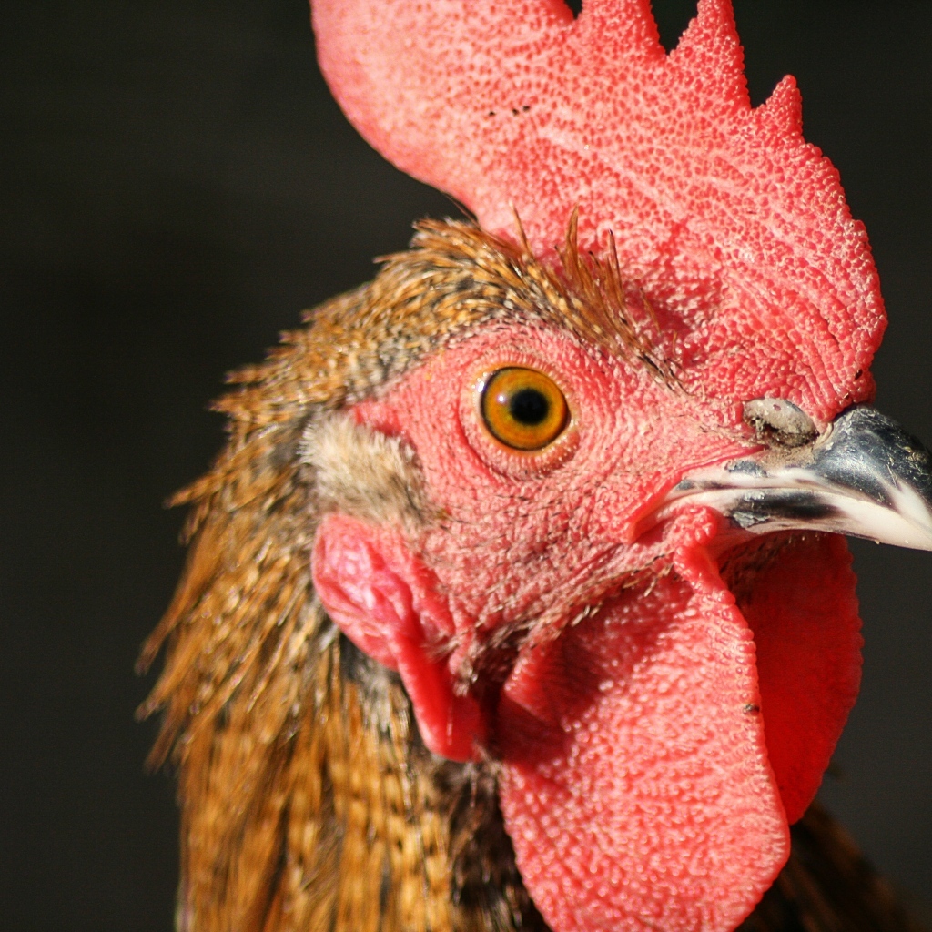 Голова петуха с красным гребнем