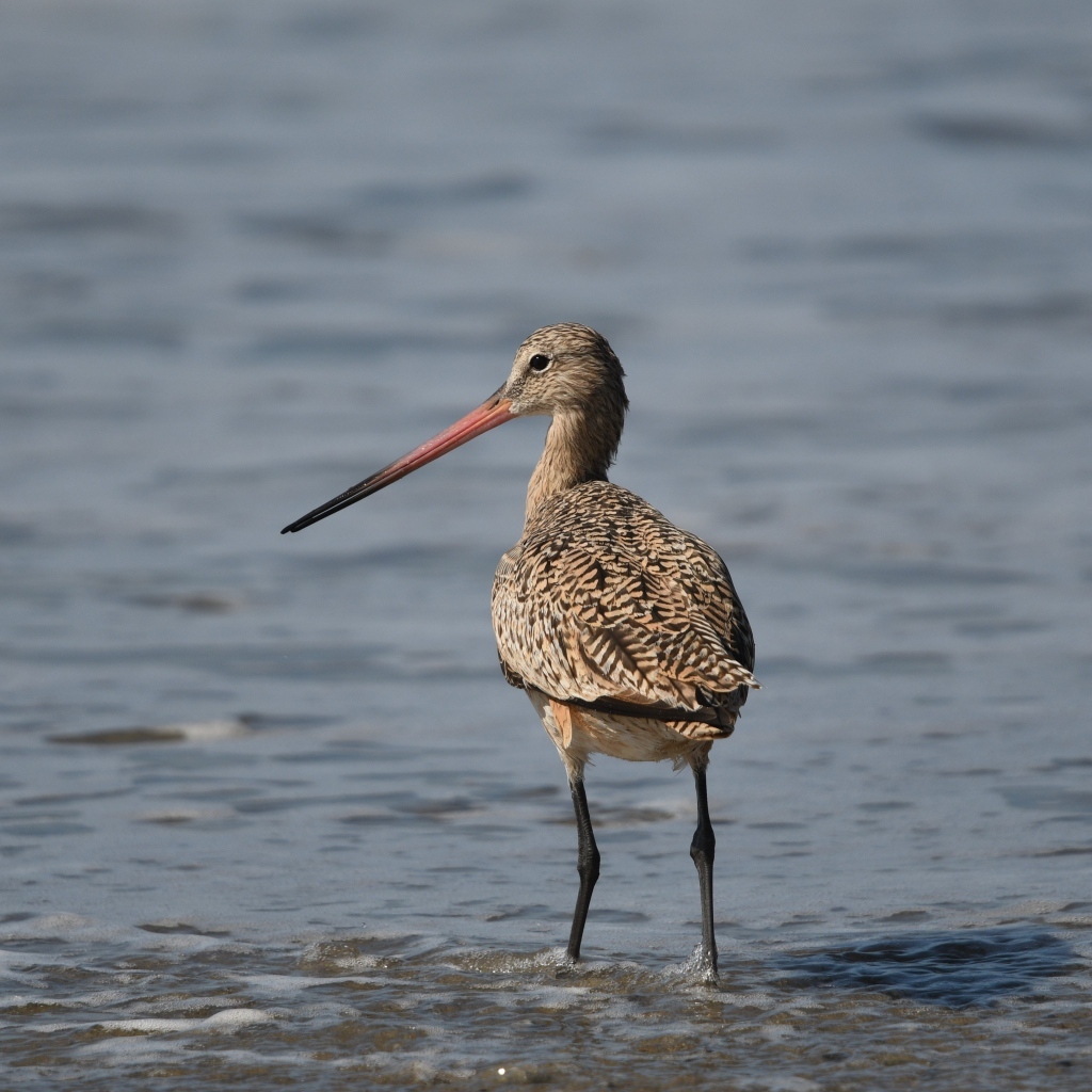 Птица кулик охотится  в воде