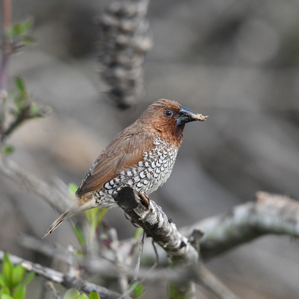 Птица чешуйчатая муниа сидит на ветке