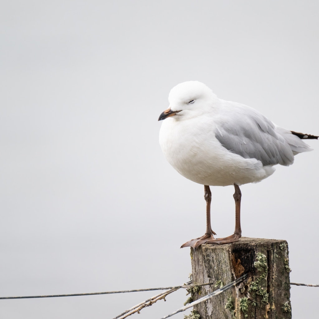 Чайка спит на деревянном пне