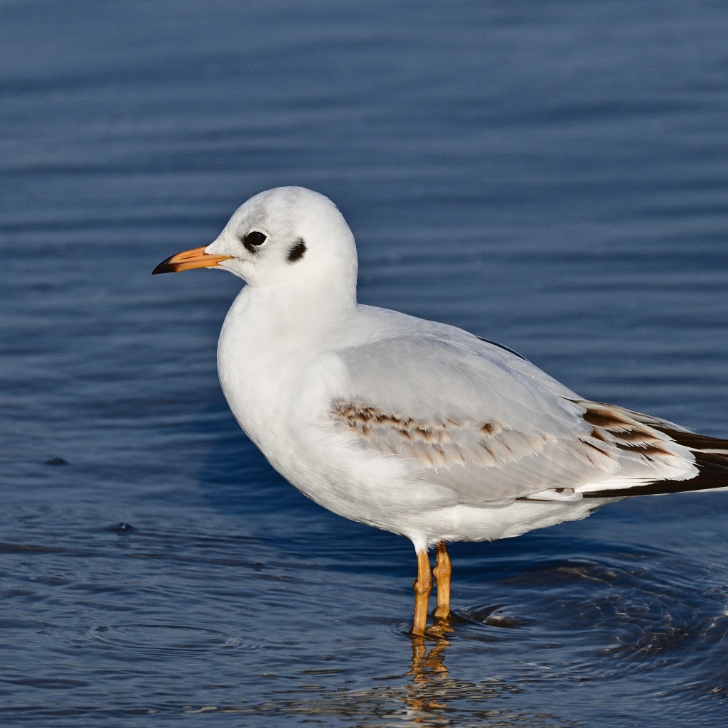 Чайка стоит в воде