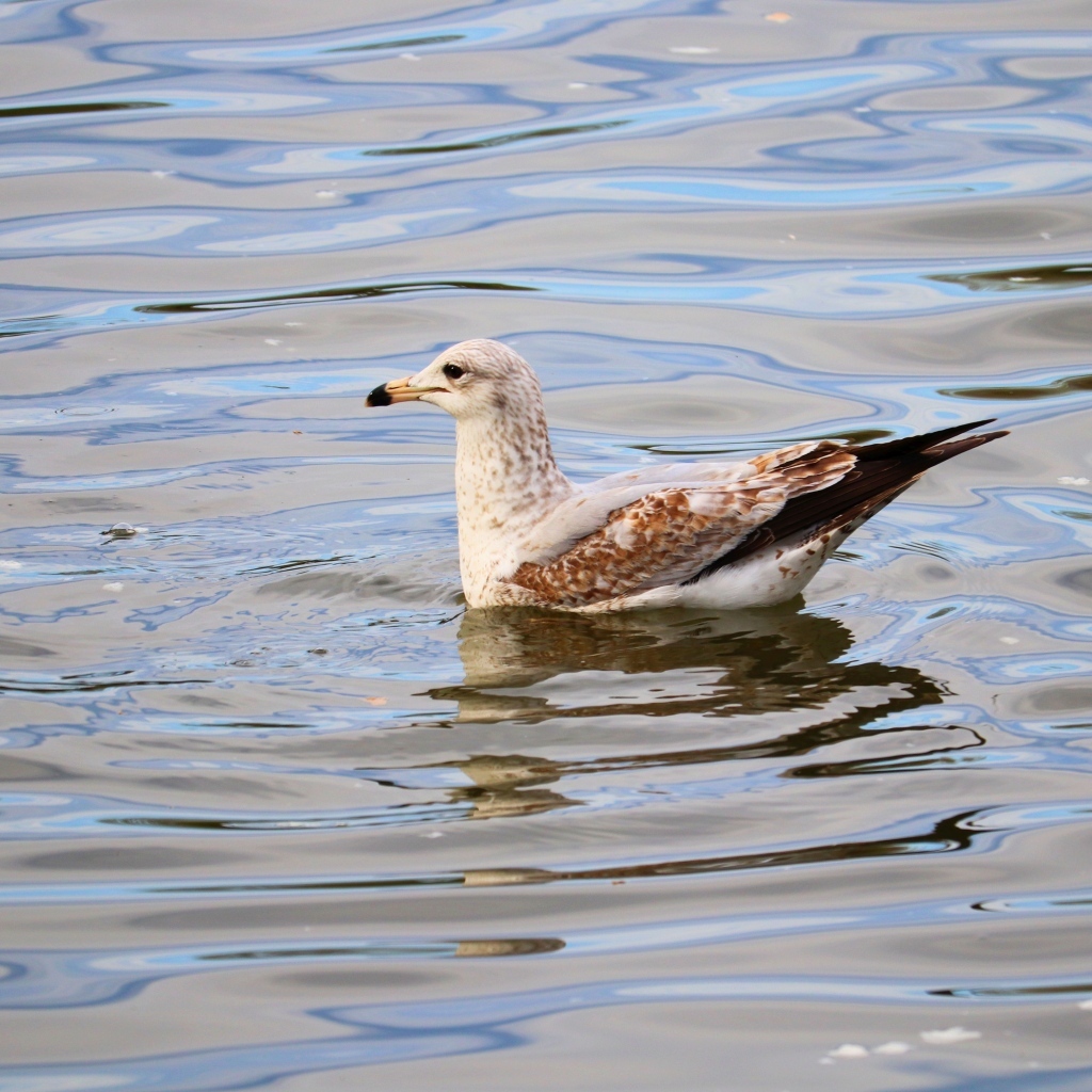 Чайка плавает в воде 