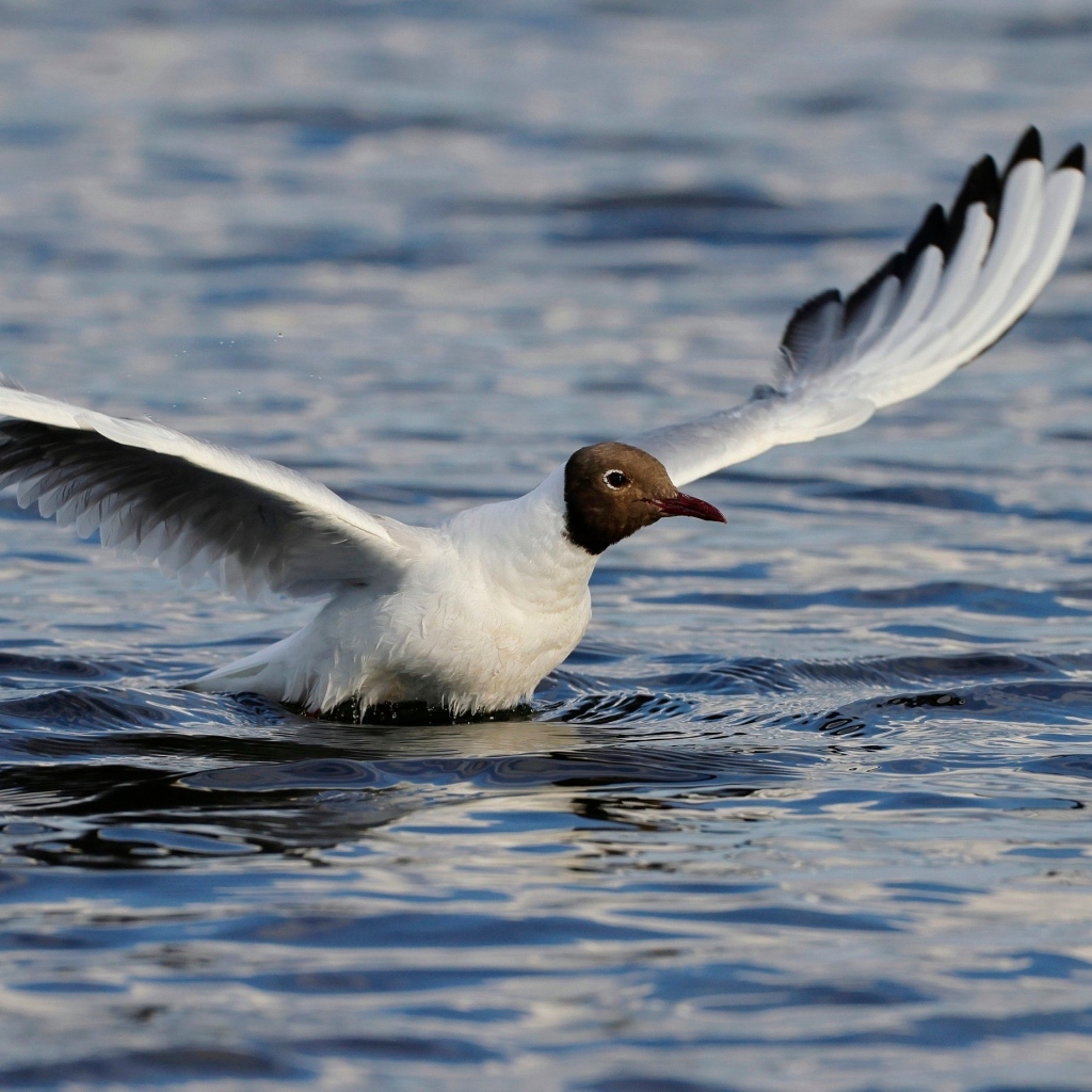 Чайка с расправленными крыльями в воде