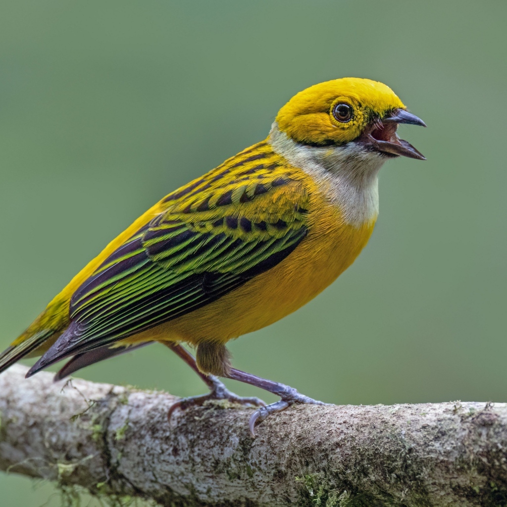 Серебряногорлая танагра сидит на ветке