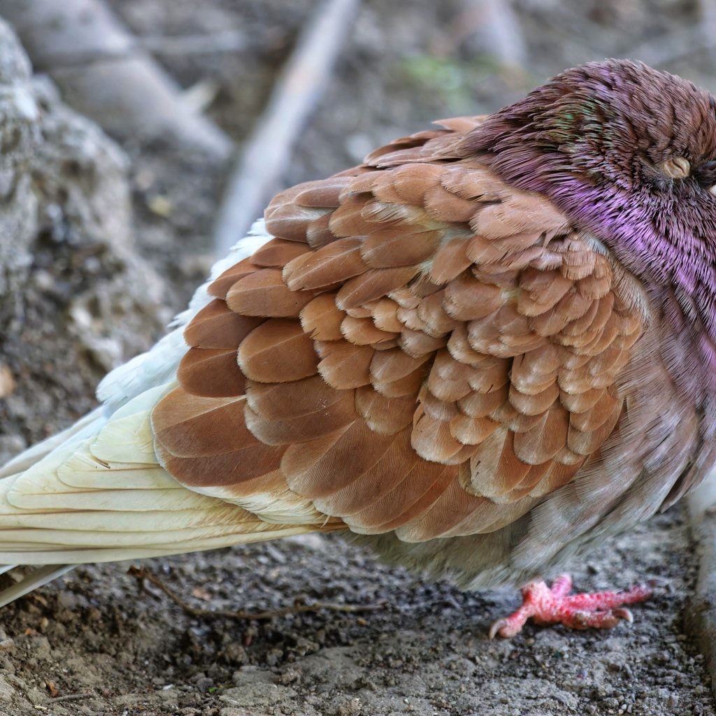 Спящий голубь на земле