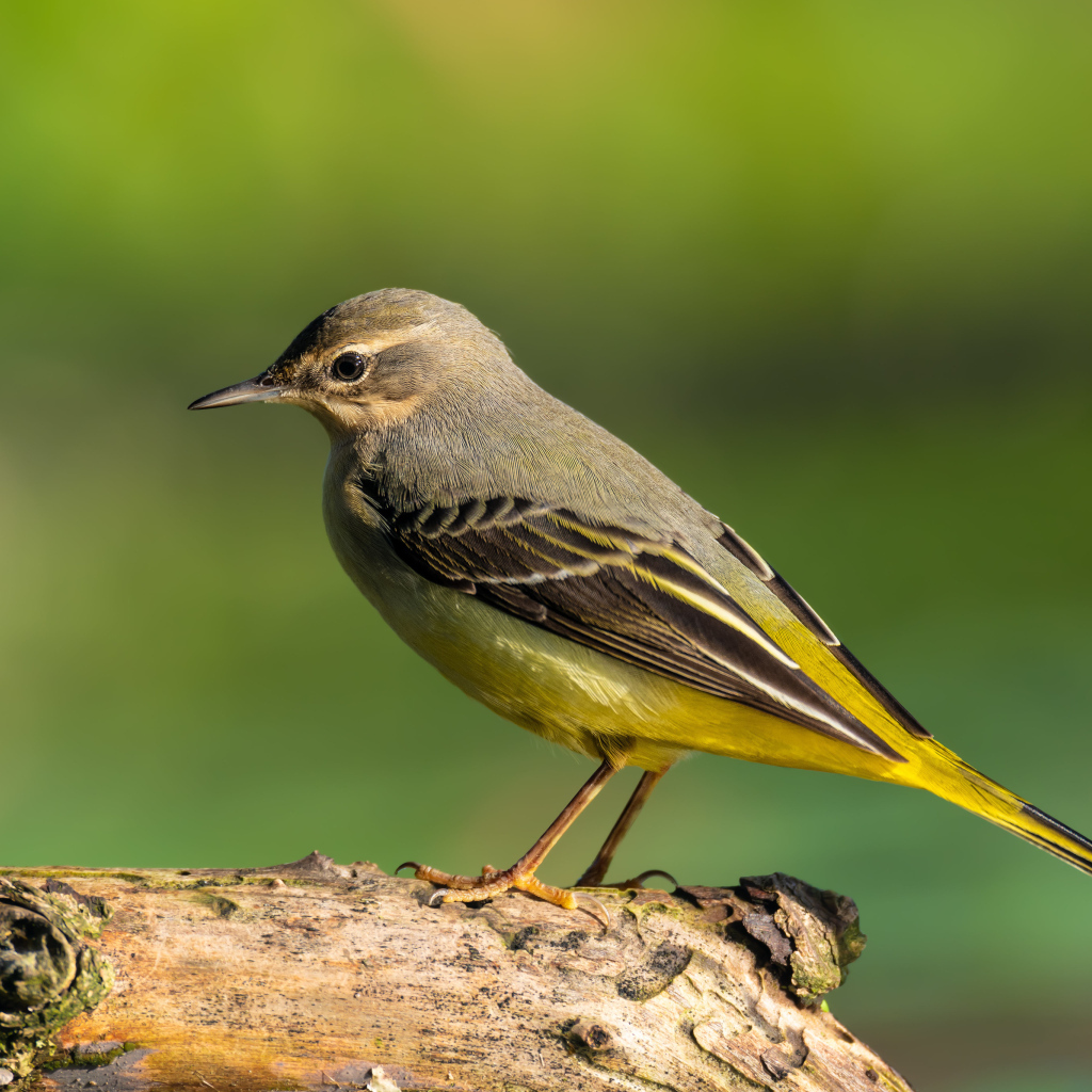 Маленькая птица Горная трясогузка сидит на сухом дереве