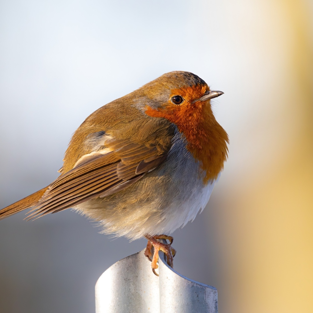 Маленькая птица Зарянка крупным планом