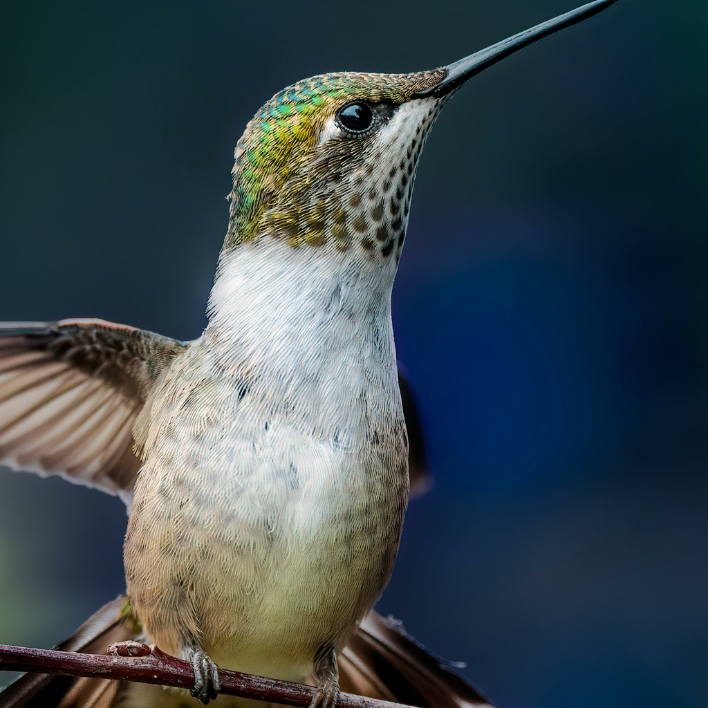 Маленькая птица колибри на ветке крупным планом