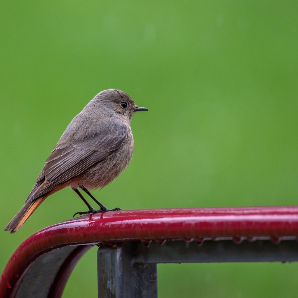 Маленькая серая птичка горихвостка  на зеленом фоне