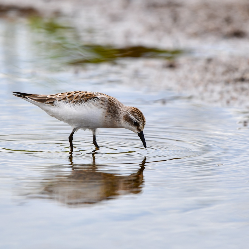 Маленький серый кулик в воде