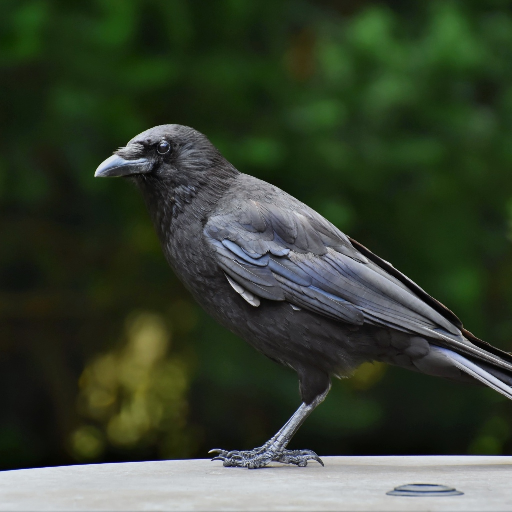 Умный черный ворон