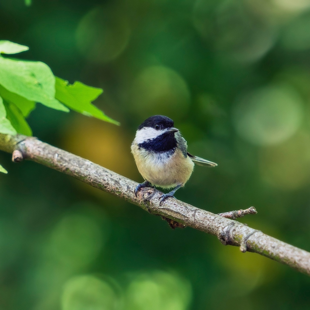 Воробей сидит на ветке дерева