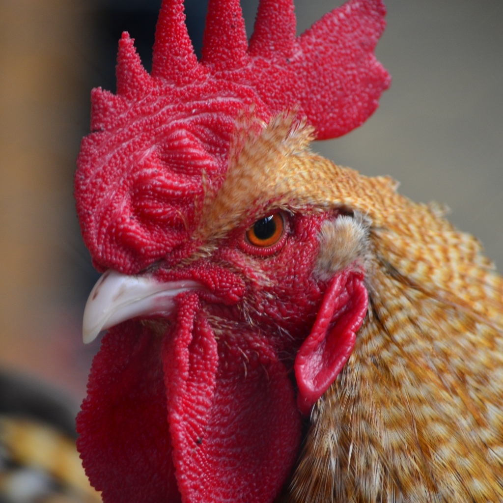 Грозный петух с красным гребнем