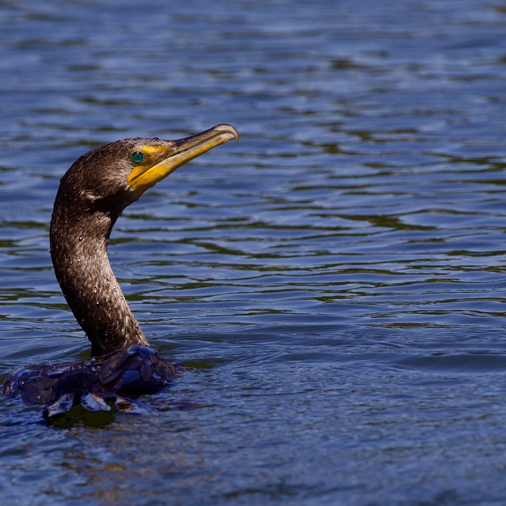 Голова черного баклана торчит из воды