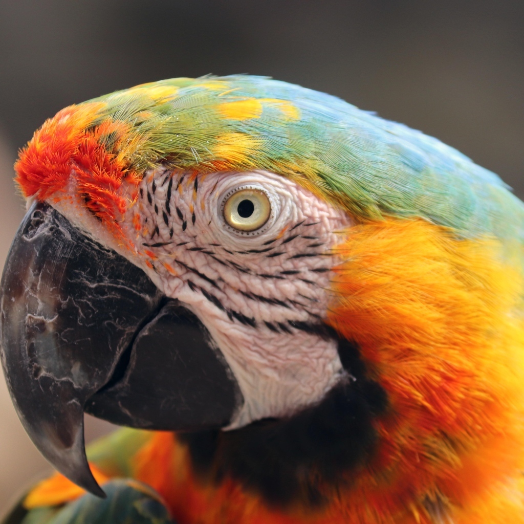 Голова большого разноцветного попугая ара