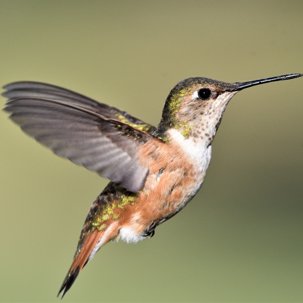 Маленькая птичка колибри расправила крылья