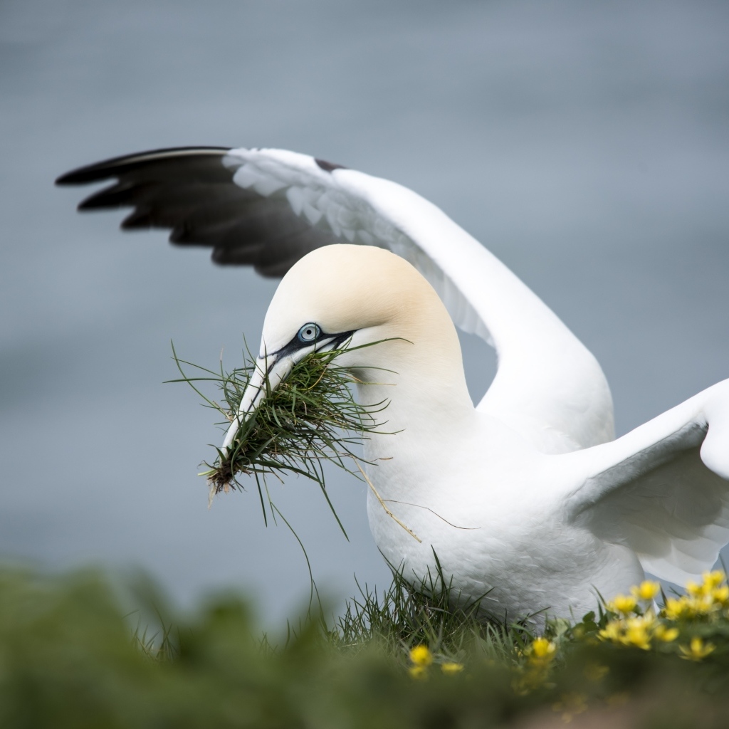 Северная олуша делает гнездо из травы