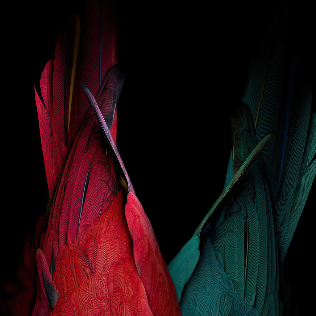 Хвост красного и зеленого попугая на черном фоне