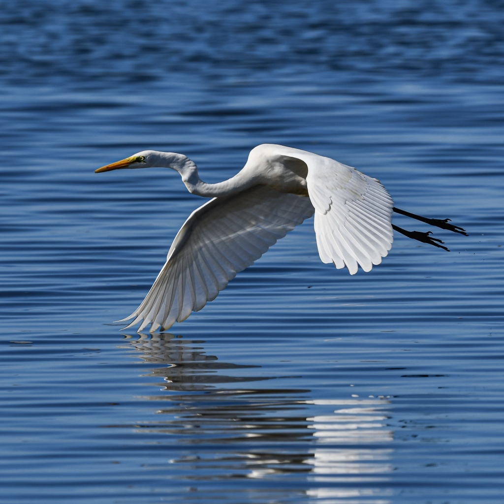 Белая цапля летит на водой
