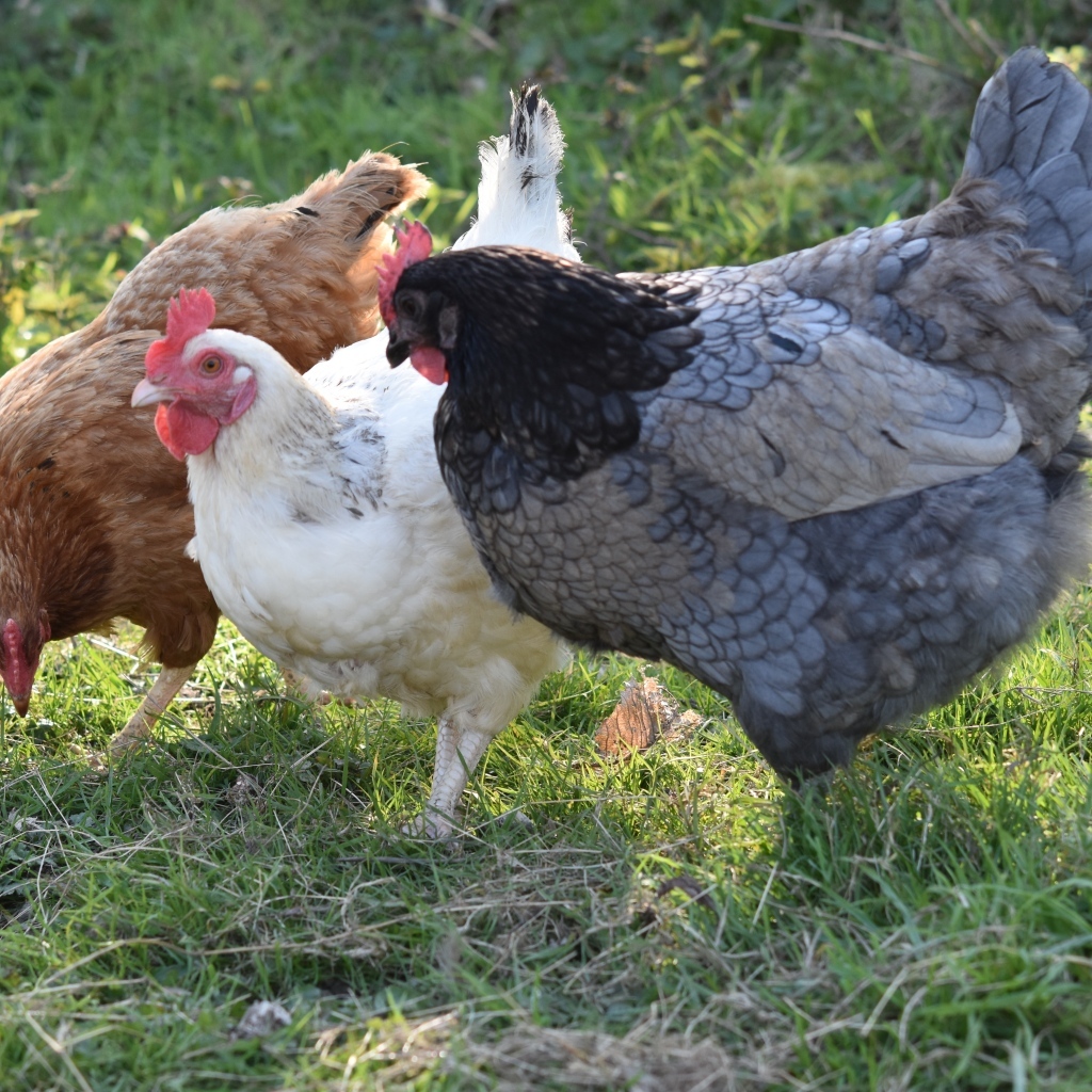 Три домашние курицы на траве