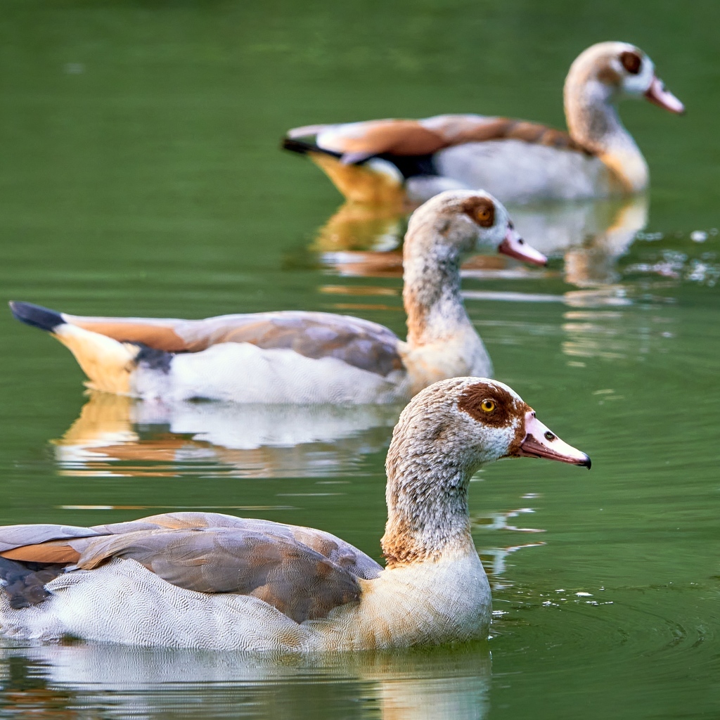 Три утки плавают в пруду