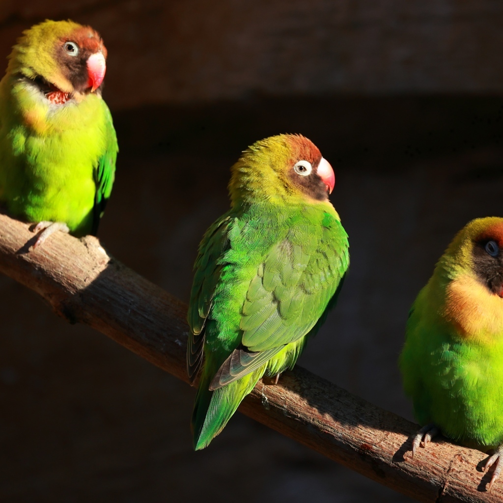 Три зеленых попугая на ветках