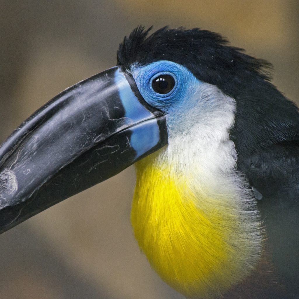 Птица тукан с большим черным клювом