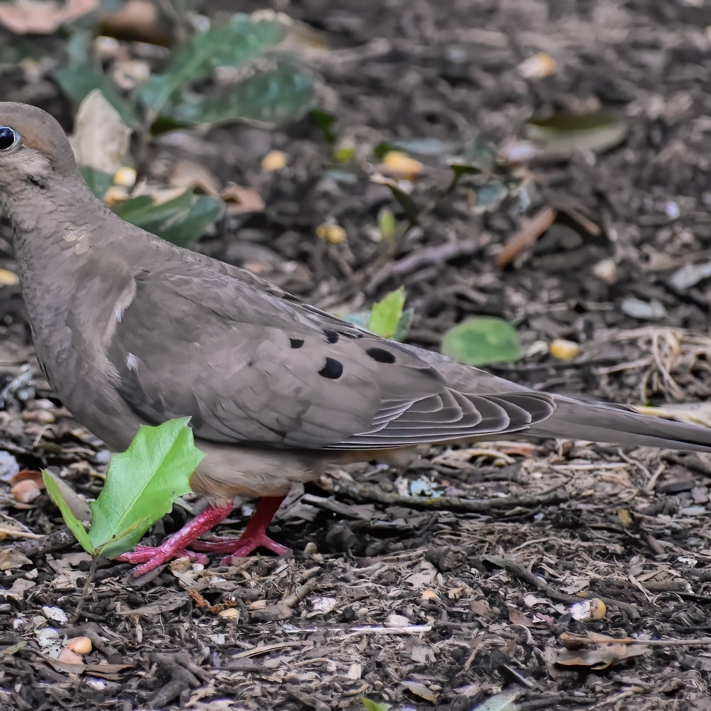 Горлица стоит на земле