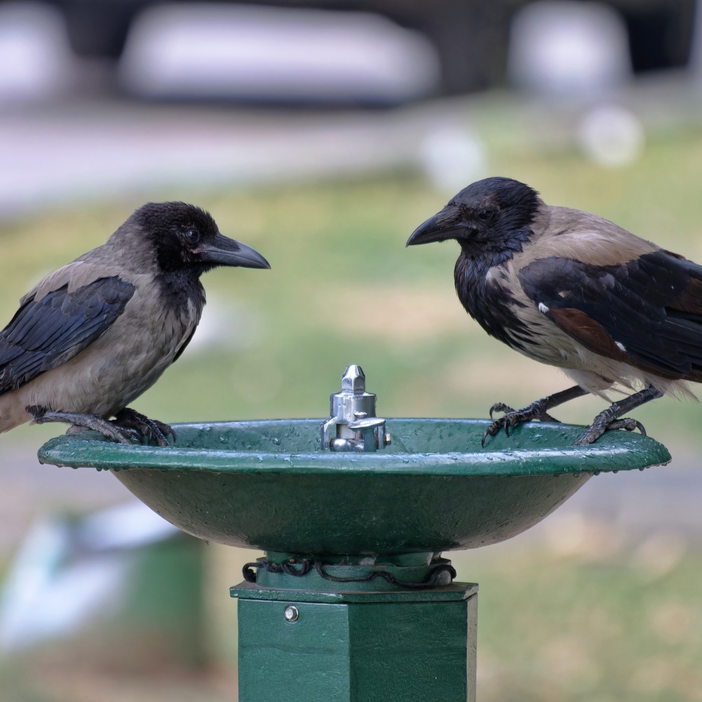 Две вороны у водопоя