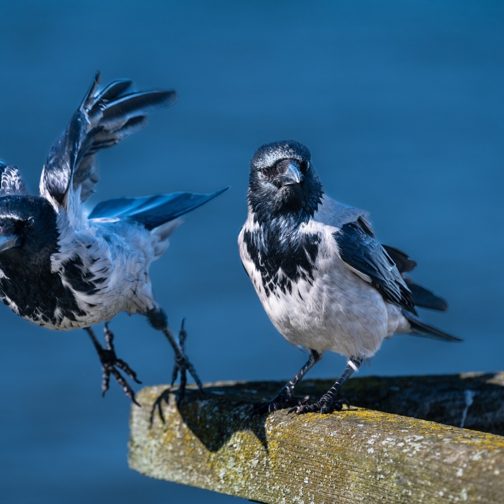 Две вороны готовятся взлететь