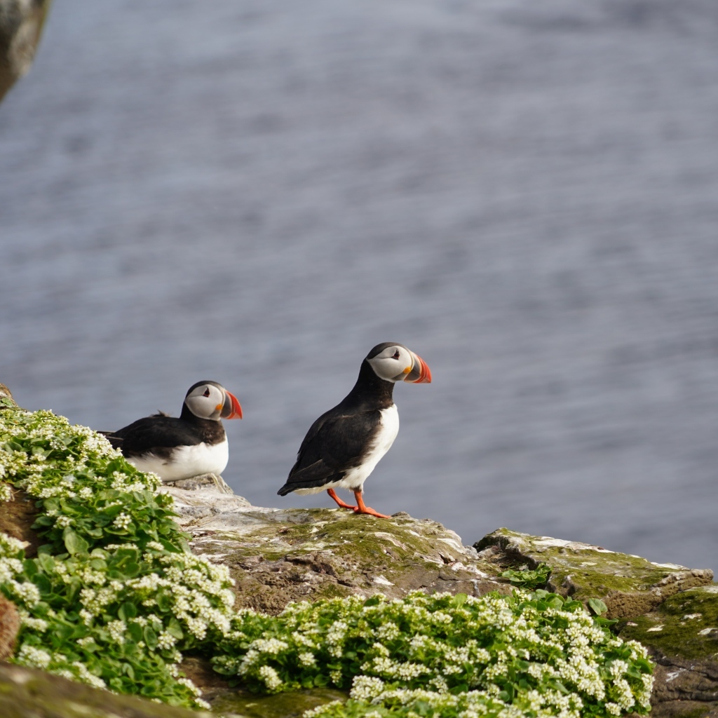 Два тупика стоят на скале у моря