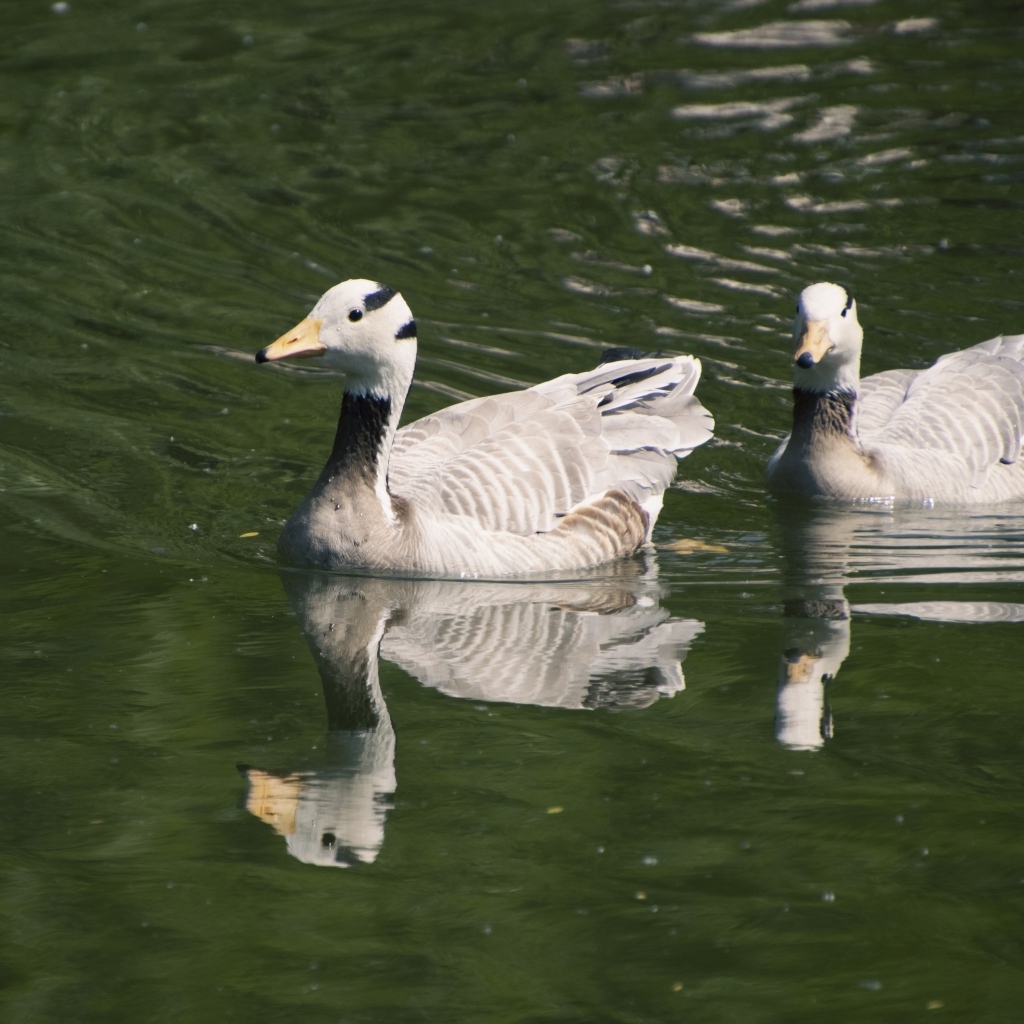 Два гуся плавают в воде