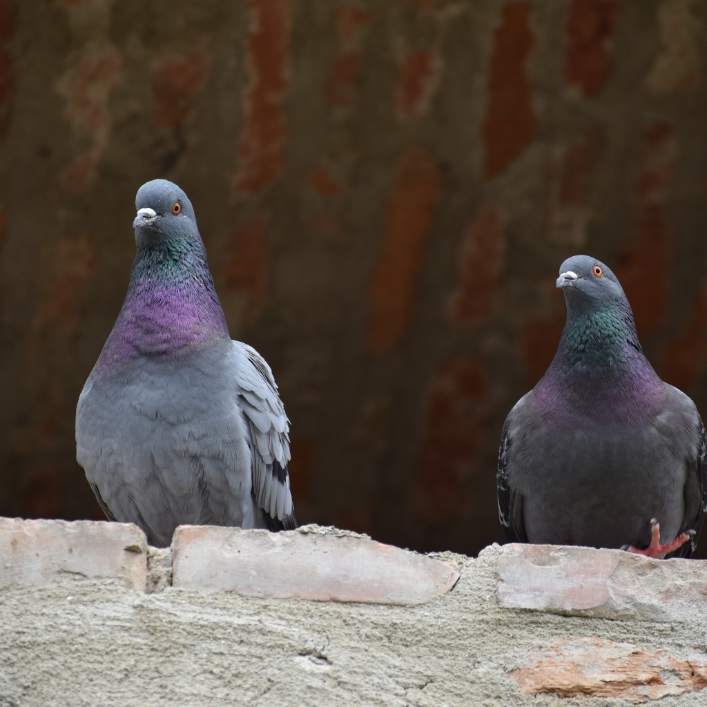 Два серых голубя под крышей