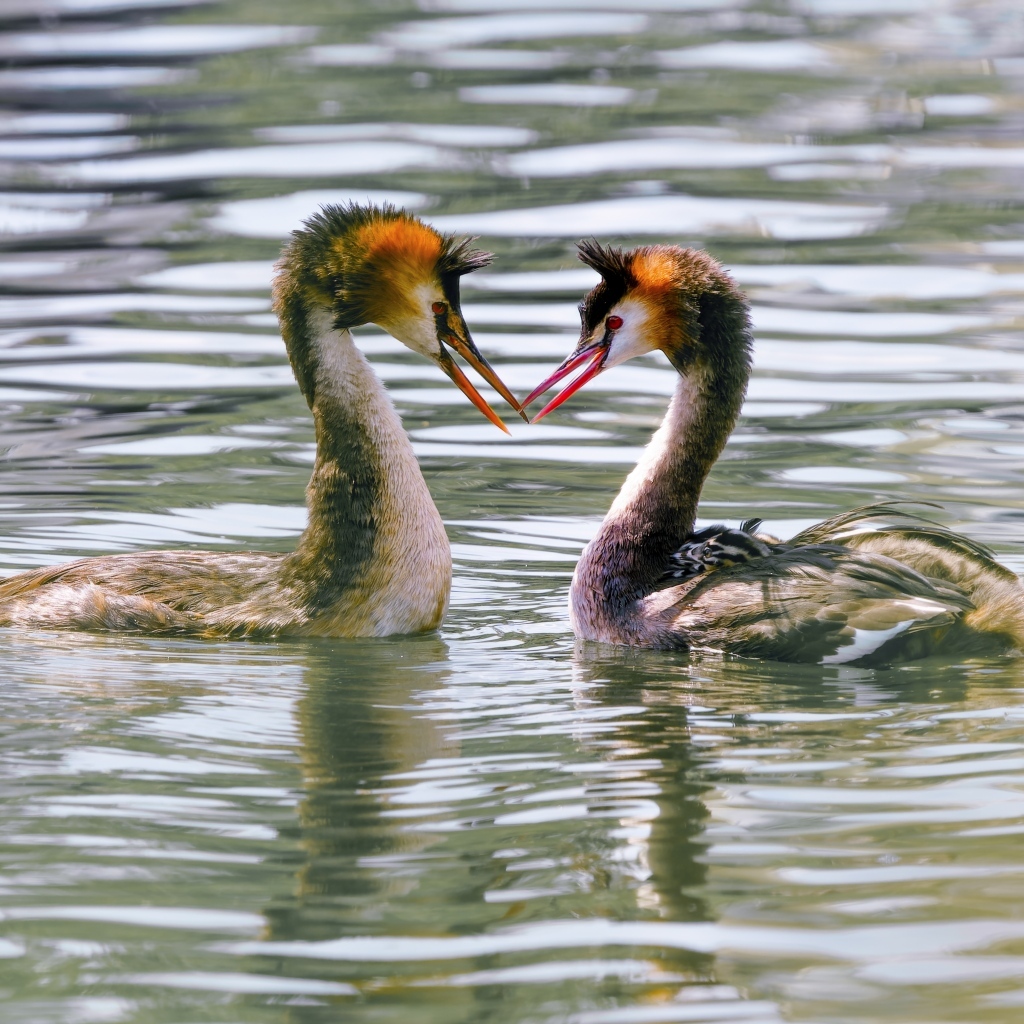 Две птицы поганки в воде