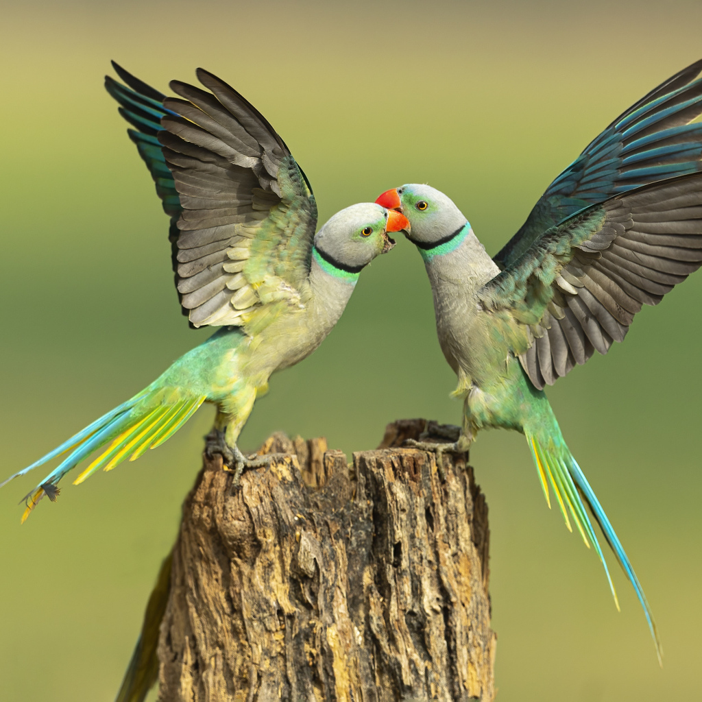 Два зеленых попугая на пне