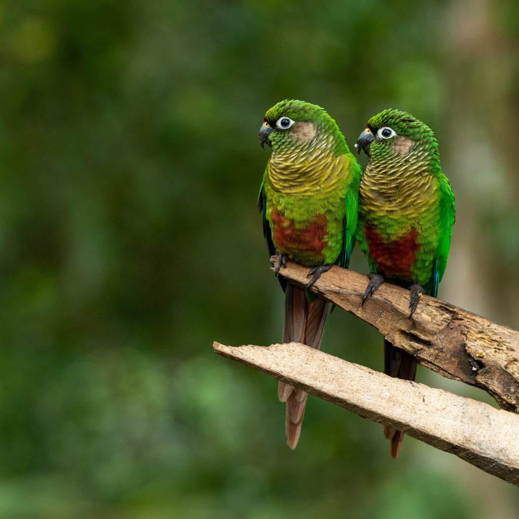Два зеленых попугая сидят на ветке
