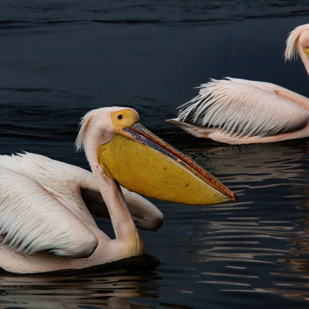Два больших пеликана плавают в воде