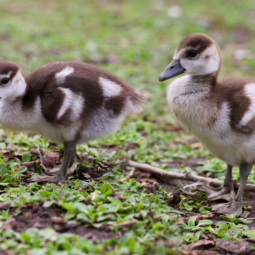 Два маленьких утенка на зеленой траве 