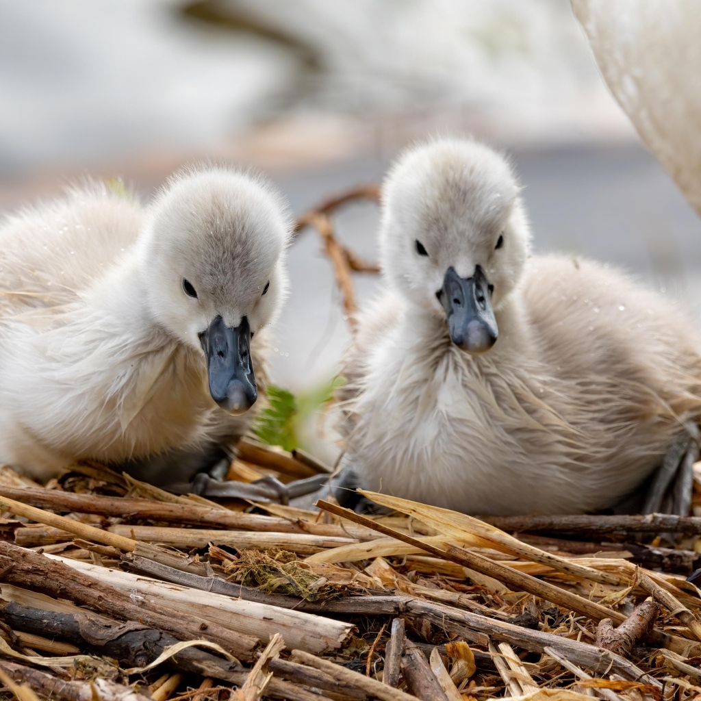 Два маленьких птенца лебедя в гнезде