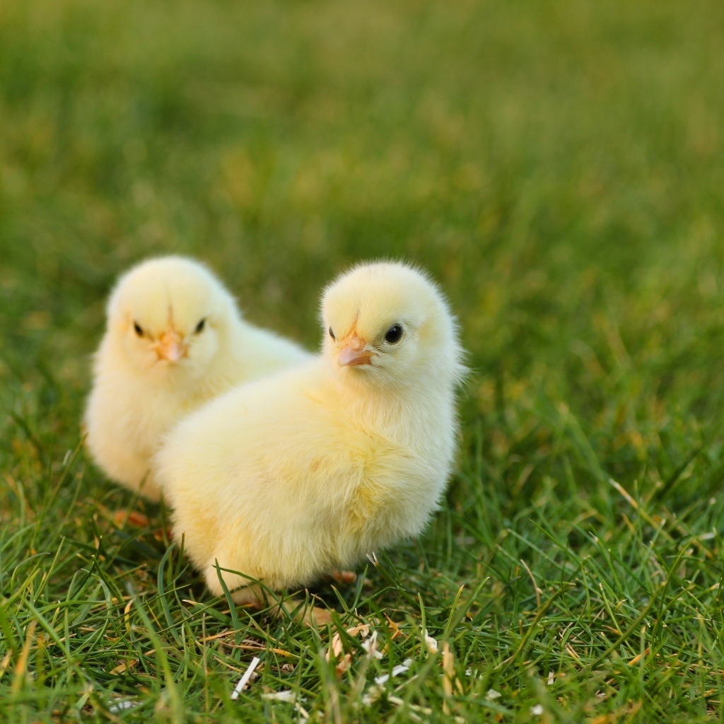 Два маленьких желтых цыпленка на зеленой траве